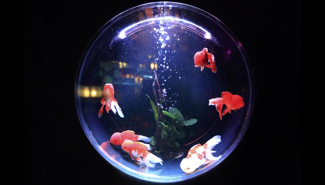 Peixinhos dourados em aquario redondo de vidro tipo bola iluminado