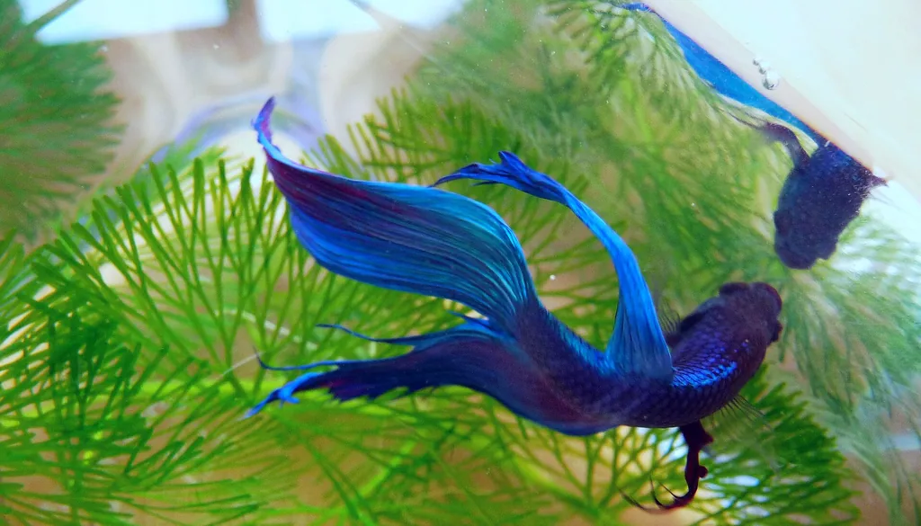 Peixe betta macho azul (Betta splendens) nadando em aquário com plantas