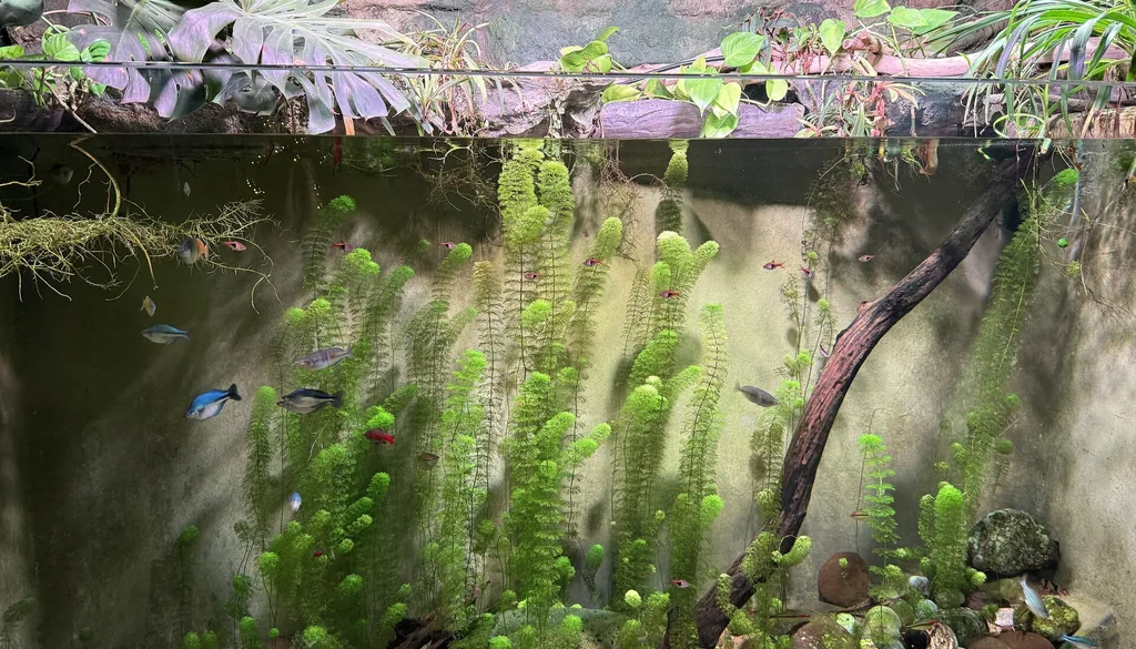 Superfície da água de aquário plantado de água doce em movimento