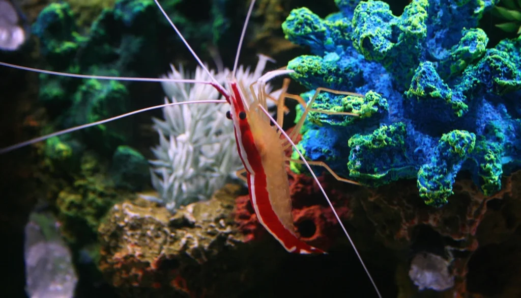 Camarão limpador Lysmata amboinensis sobre rocha viva em aquário marinho