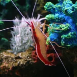 Camarão limpador Lysmata amboinensis sobre rocha viva em aquário marinho
