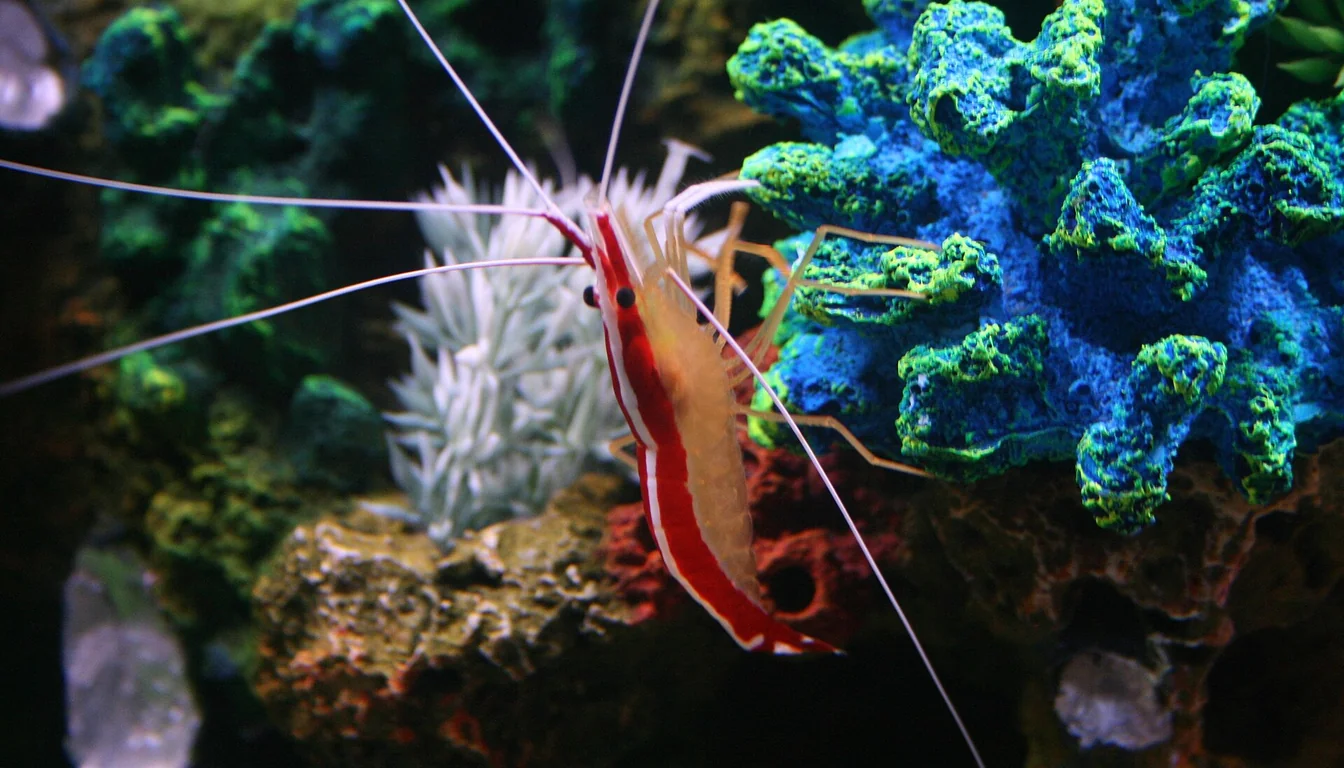 Camarão limpador Lysmata amboinensis sobre rocha viva em aquário marinho