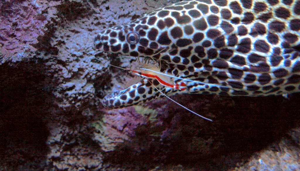 Camarão limpador Lysmata amboinensis atendendo uma moreia em estação de limpeza