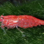 Camarão Neocaridina davidi red cherry de vermelho intenso sobre musgo verde escuro em aquário