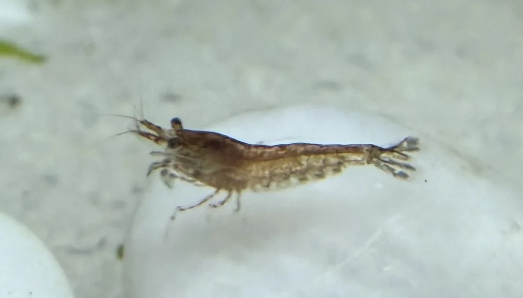 Camarão Neocaridina davidi de coloração selvagem marrom translúcida sobre substrato claro