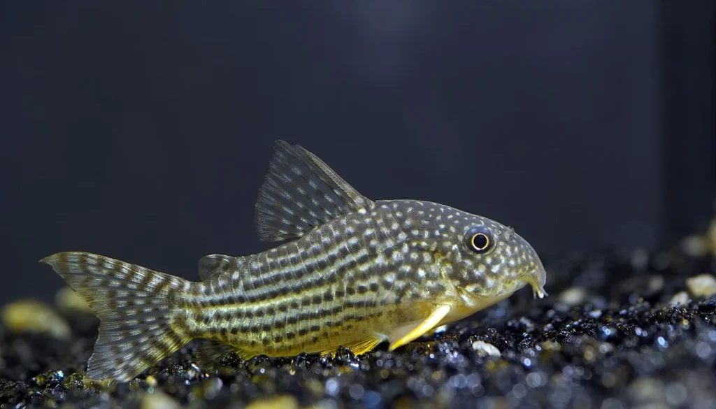 Corydora (Corydoras sp.) em aquario forrageando no substrato do fundo