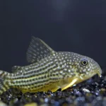 Corydora (Corydoras sp.) em aquario forrageando no substrato do fundo