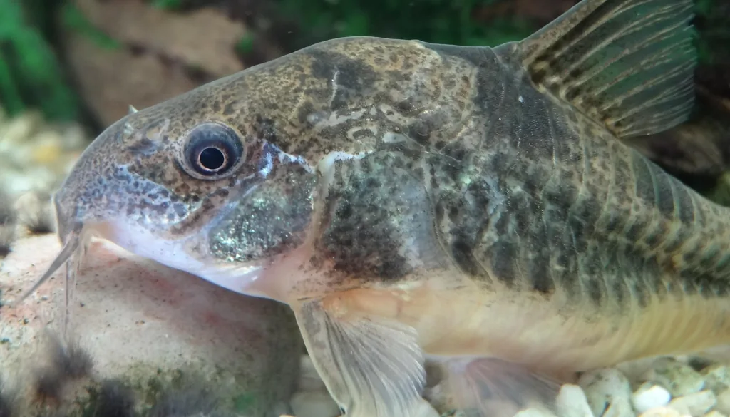 Corydoras paleatus vista de perto com os barbilhões visíveis