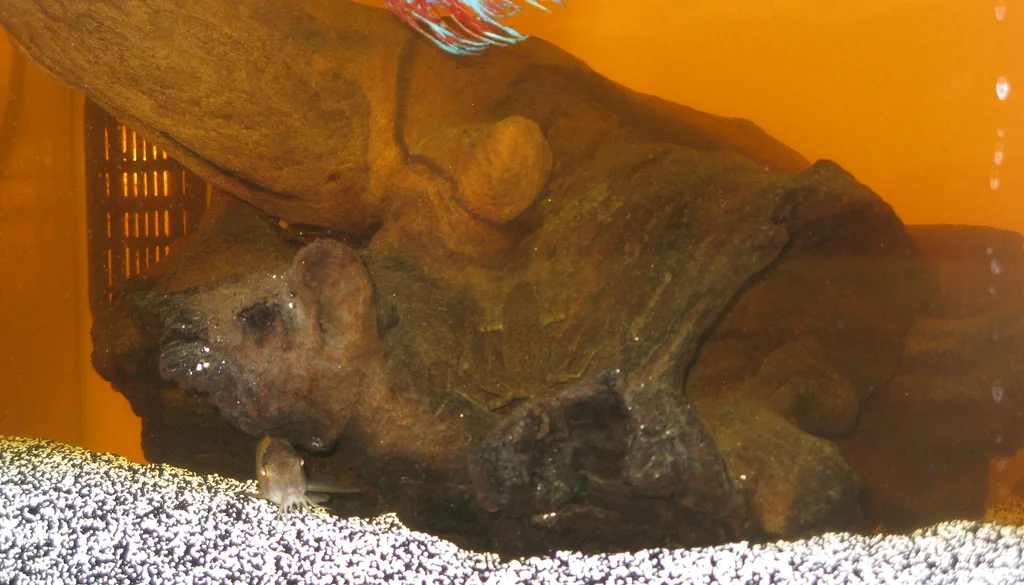 Tronco natural submerso em aquário com água amarelada por taninos
