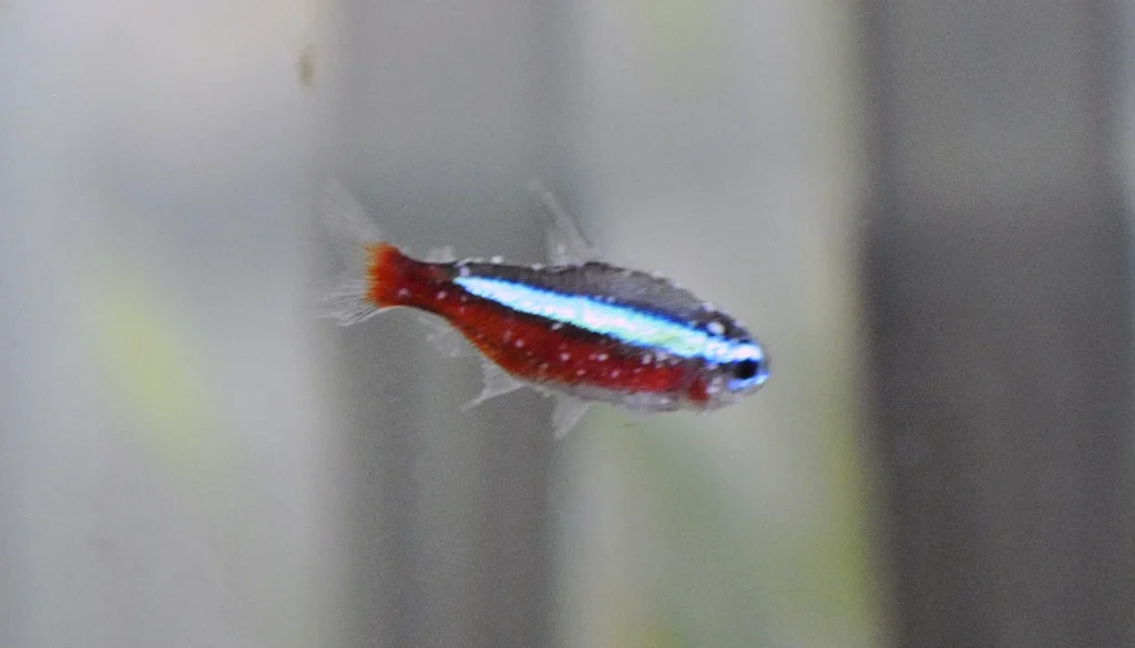 Peixe de água doce com pontos brancos de íctio no corpo e nas nadadeiras