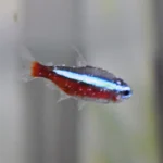 Peixe de água doce com pontos brancos de íctio no corpo e nas nadadeiras