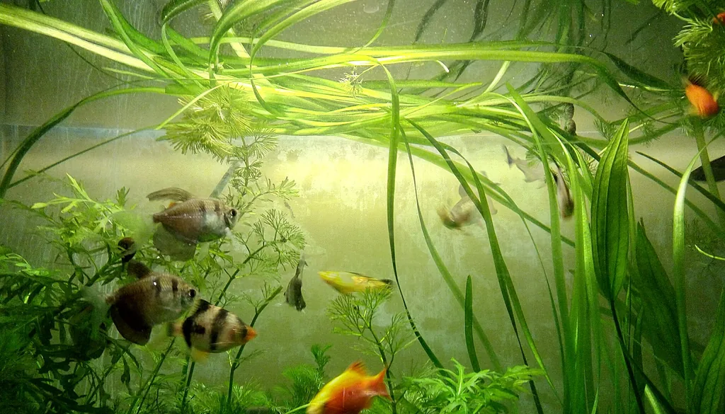 Vários peixes dividindo o mesmo aquário de água doce
