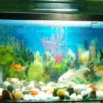 Aquário de água doce simples, do tipo usado como tanque de quarentena de peixe