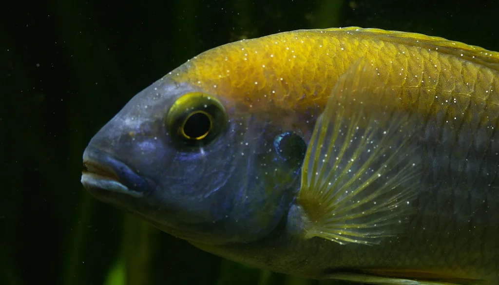 Peixe de água doce com pontos brancos de íctio no corpo e nas nadadeiras