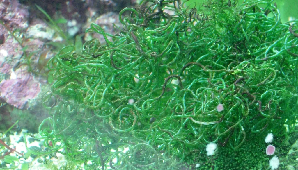 Macroalga Chaetomorpha verde em refúgio de aquário marinho