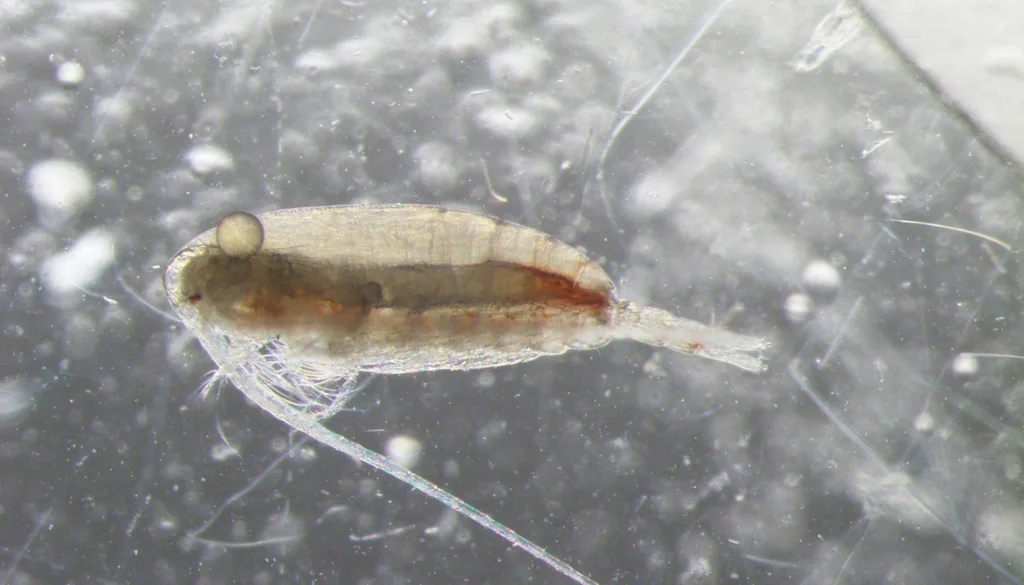 Copépode marinho, microfauna que se reproduz no refúgio