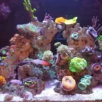 Aquario marinho de recife domestico com corais e peixe