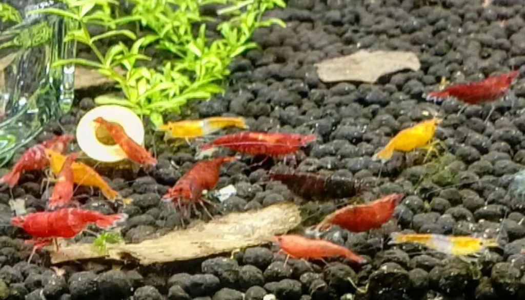 Camarões neocaridina amarelos, vermelhos e laranja juntos sobre substrato fértil escuro em aquário plantado
