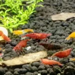 Camarões neocaridina amarelos, vermelhos e laranja juntos sobre substrato fértil escuro em aquário plantado