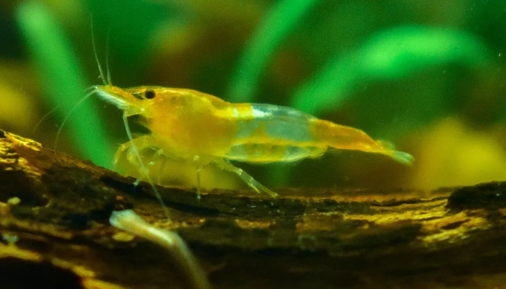 Fêmea de neocaridina Orange Rilli, amarelo-alaranjada com o meio do corpo transparente, com a sela de ovos visível atrás da cabeça