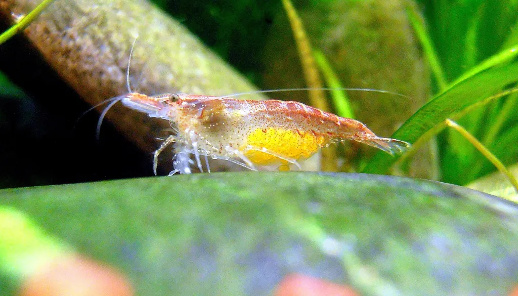 Fêmea de neocaridina alaranjada e translúcida carregando ovos amarelos embaixo da cauda, sobre folha no aquário