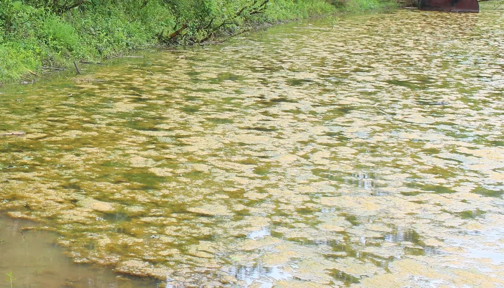 Manta de cianobactéria (alga azul-esverdeada) cobrindo a superfície de um curso d’água natural, fora do aquário