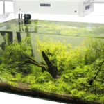 Aquário de água doce plantado com luminária LED instalada sobre o tanque, com troncos e pedras decorativas