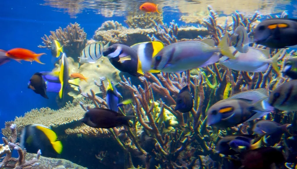 Aquário marinho com peixes-cirurgião e outros peixes tropicais nadando entre corais duros