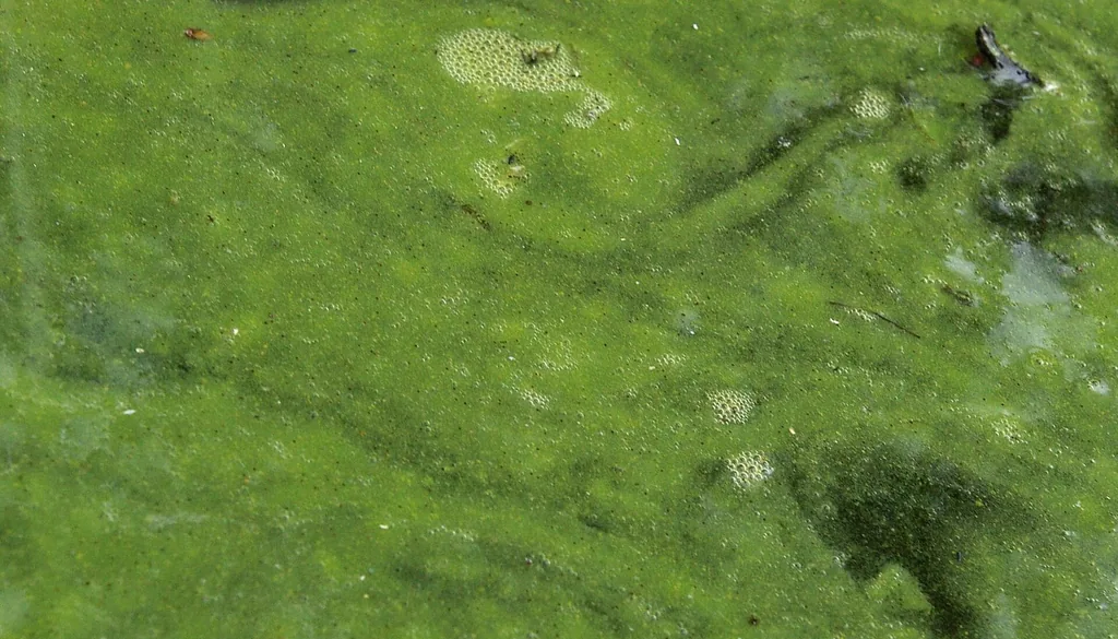 Superfície de água tomada por floração de cianobactérias, com coloração verde intensa e sem transparência