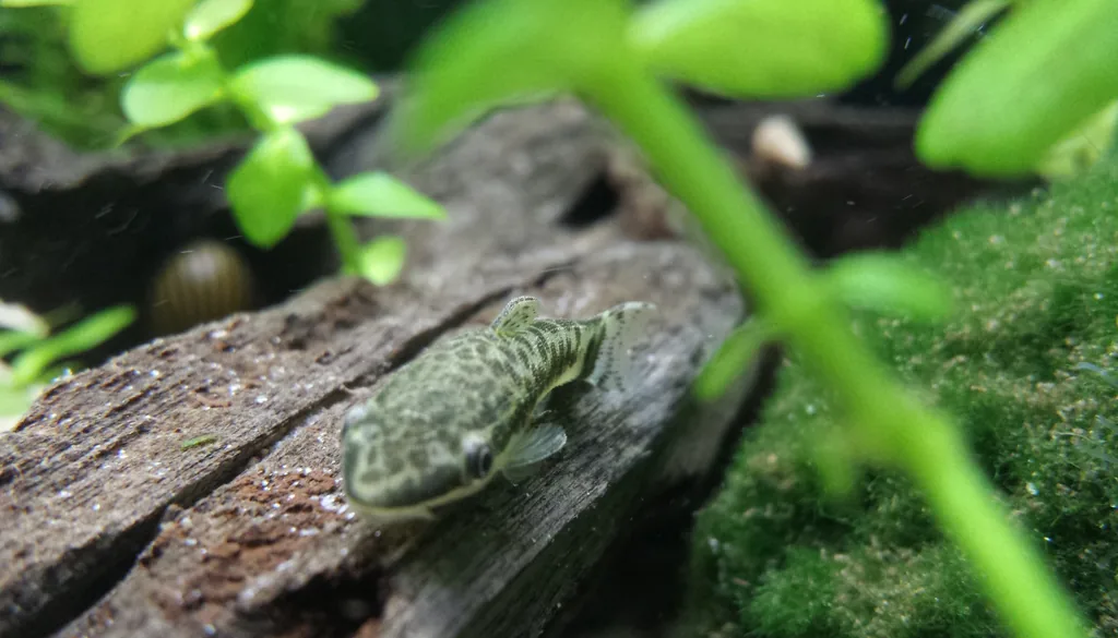 Otocinclus sobre tronco de madeira malaia em aquário plantado doméstico, peixe que pasta o biofilme da madeira