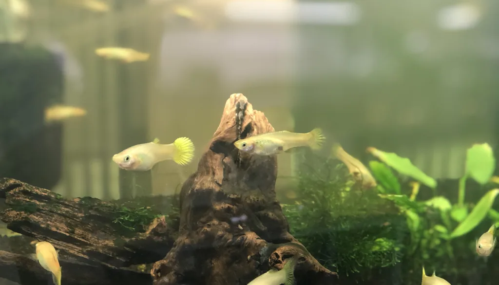 Guppies dourados nadando em aquário plantado com raiz e vegetação