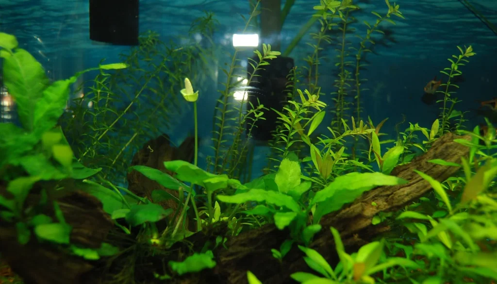 Aquário plantado com anúbia e outras plantas aquáticas saudáveis, sem furos nas folhas