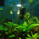 Aquário plantado com anúbia e outras plantas aquáticas saudáveis, sem furos nas folhas
