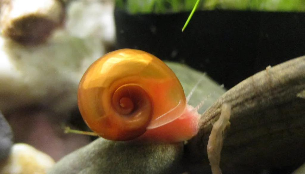 Caramujo planorbis (Planorbella duryi) sobre folha de planta em aquário plantado