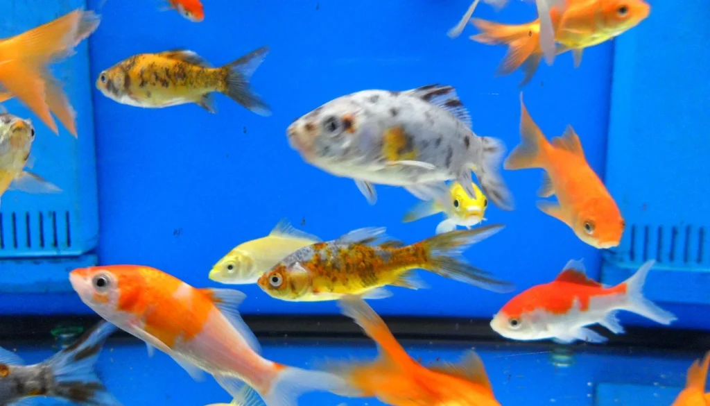 Vários kinguios (Carassius auratus) de cores diferentes nadando juntos em aquário