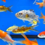 Vários kinguios (Carassius auratus) de cores diferentes nadando juntos em aquário