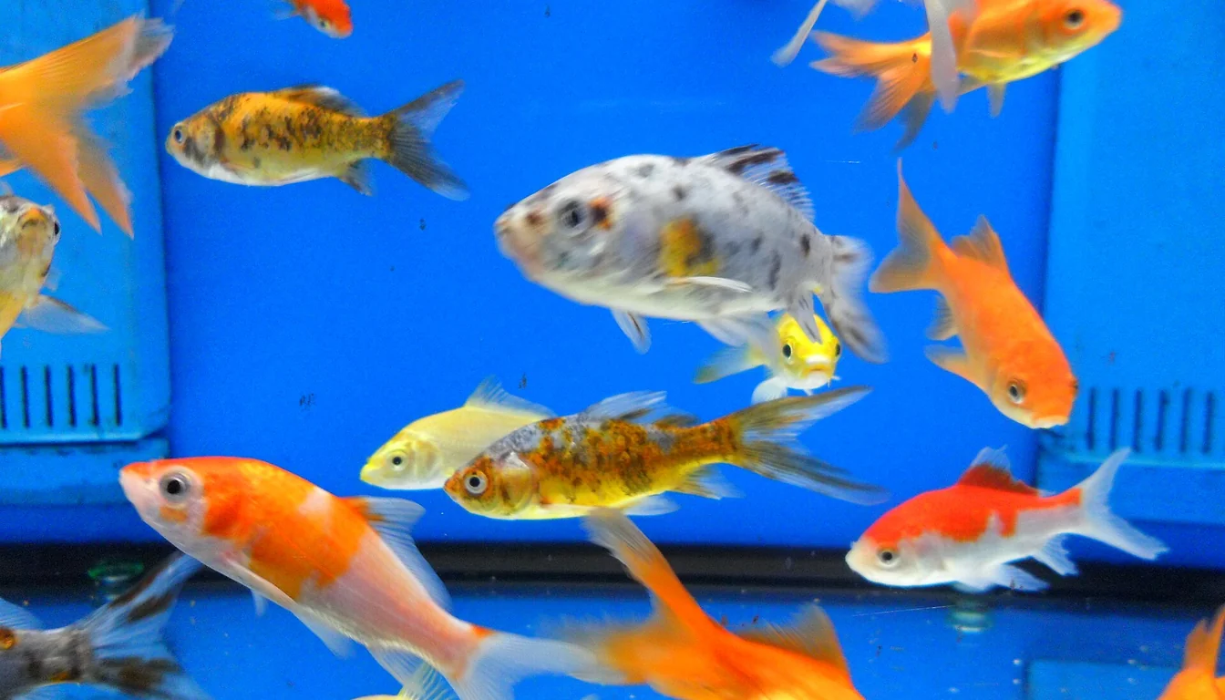 Vários kinguios (Carassius auratus) de cores diferentes nadando juntos em aquário