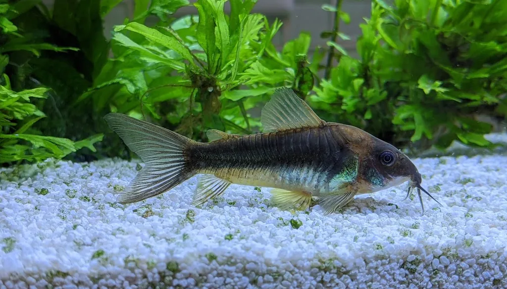 Corydora (Corydoras aeneus), peixe de fundo sem escamas, em aquário plantado