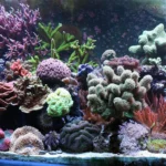 Aquário reef caseiro com corais duros, moles e LPS coloridos sob forte circulação de água