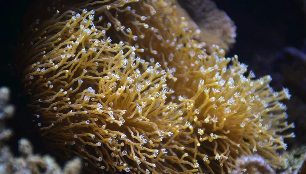 Coral mole Sarcophyton com pólipos abertos balançando na corrente do aquário marinho
